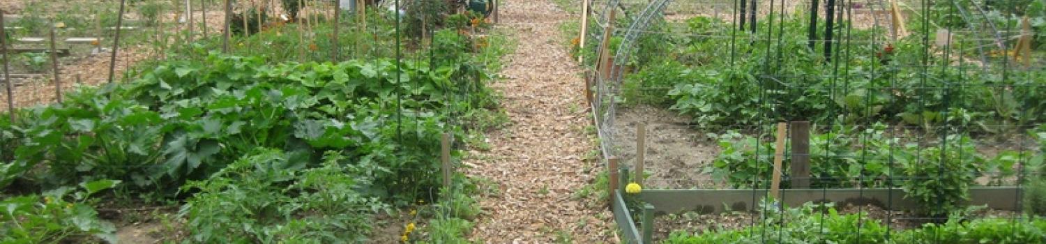 Photo of the East Brunswick Community Garden