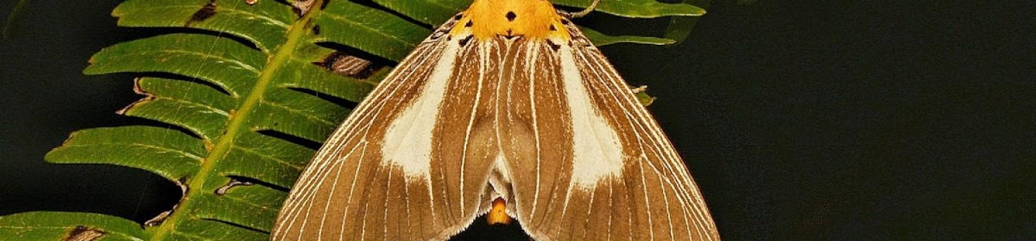Picture of a moth