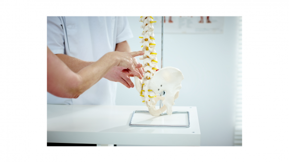 Close up of a chiropractor explaining to patient using plastic model of spine structure and hip bone in medical room
