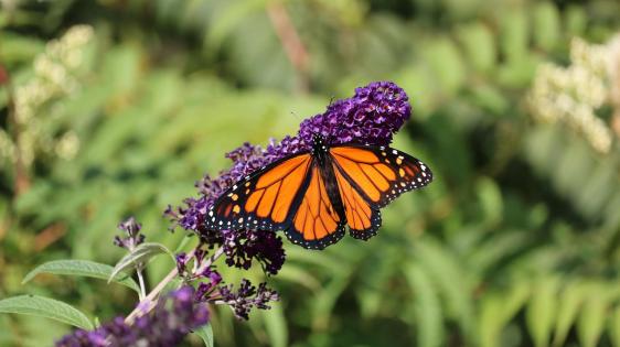 Monarch butterfly on flower